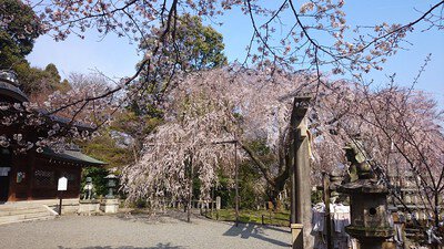 大石神社の桜