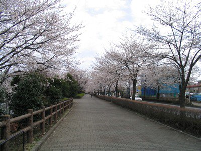 御伊勢塚公園(おいせ橋通り)の桜