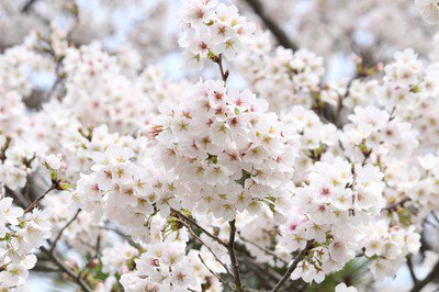 平城宮跡資料館周辺の桜