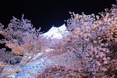 津山城(鶴山公園)の桜