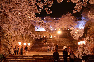 津山城(鶴山公園)の桜