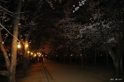 市制記念公園の桜