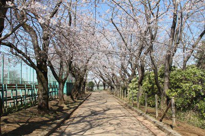 市制記念公園の桜