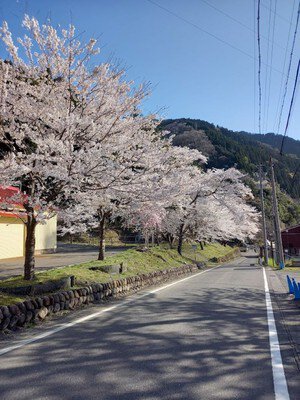 イビデン東横山発電所の桜並木