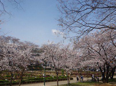 与野公園の桜