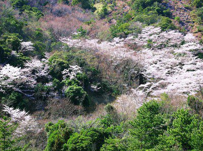 鹿島・扇平自然公園の桜