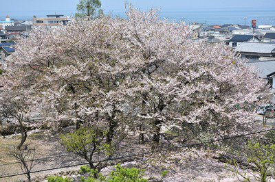 島原城の桜