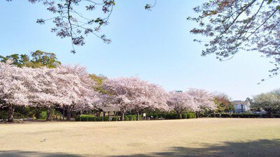 長久保公園の桜