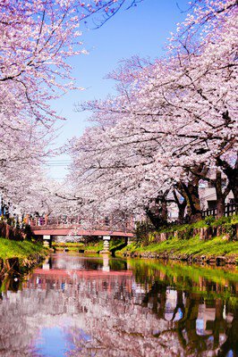 新河岸川の桜