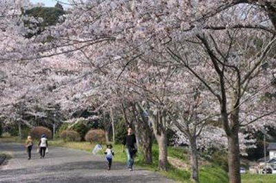 小中池公園の桜