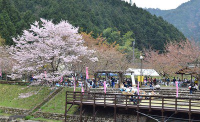 川代公園の桜