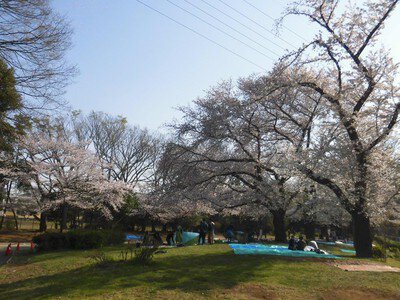 駒沢オリンピック公園の桜