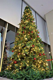 三田市役所に約5mのクリスマスツリーが登場