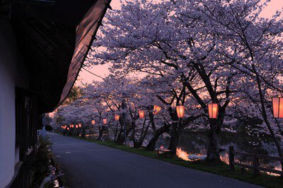 篠山城跡・王地山公園の桜