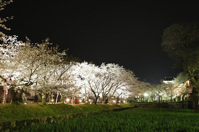 大村公園(二重馬場)の桜