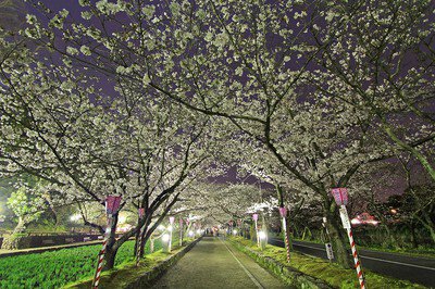 大村公園(二重馬場)の桜
