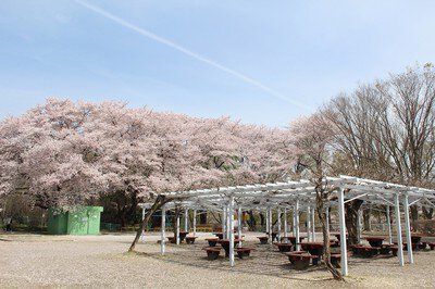 北本市子供公園の桜
