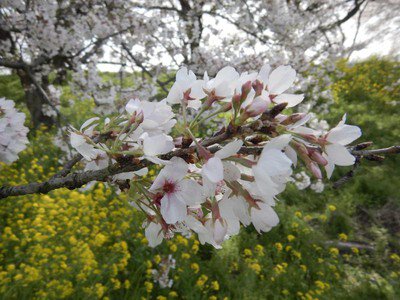 さくら堤公園の桜