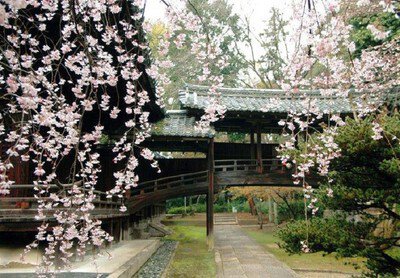 向日神社の桜