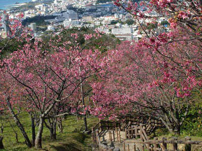 名護城公園の桜