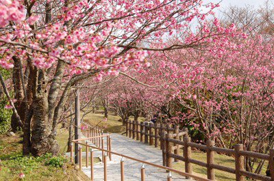名護城公園の桜