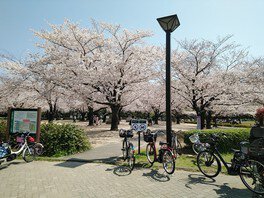 木場公園バーベキュー広場の桜