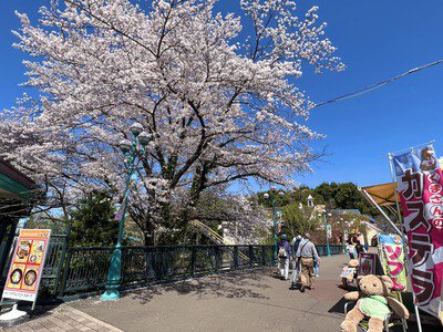 日本モンキーパークの桜
