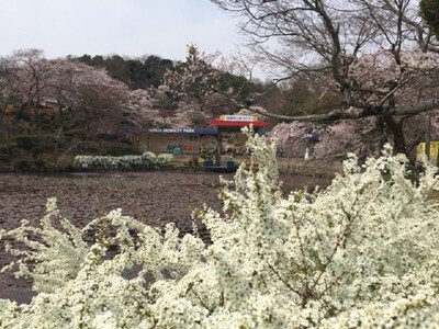 日本モンキーパークの桜