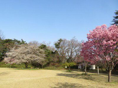 狭山公園の桜