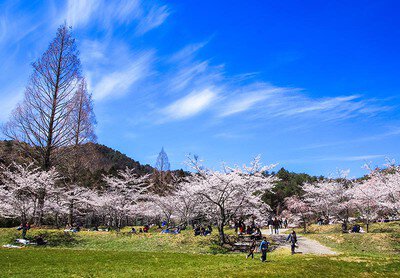 世羅 甲山ふれあいの里の桜