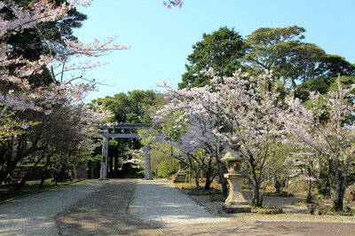 亀岡公園の桜