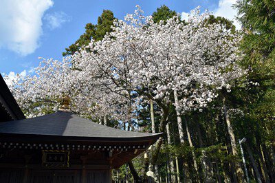 呑山観音寺の桜