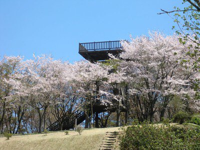 冨士山自然公園の桜