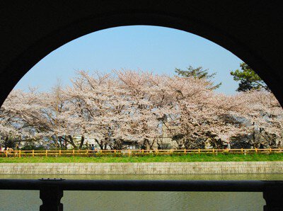 長岡天満宮八条ヶ池の桜