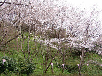 神武山公園の桜