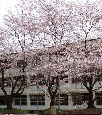 神武山公園の桜