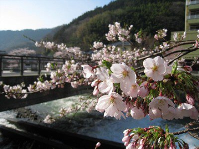 あつみ温泉 温海川河畔の桜