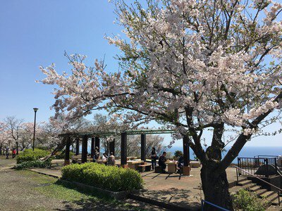 高麗山公園(湘南平)の桜