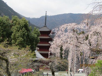 身延山久遠寺の桜