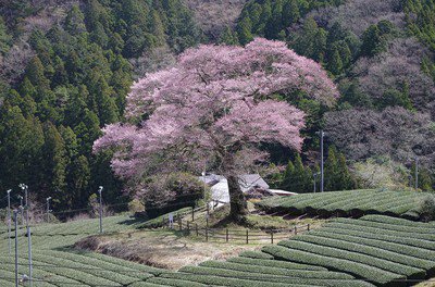 家山の桜