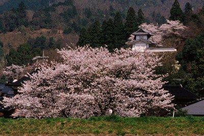 出石城跡の桜