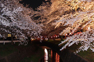 東川(あずまがわ)の桜