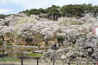 烏ヶ森公園の桜