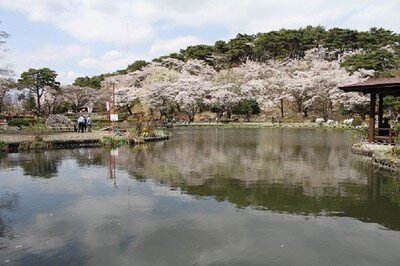 烏ヶ森公園の桜