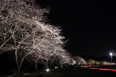 松崎町の桜