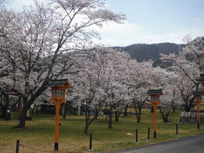 芳嵐園の桜