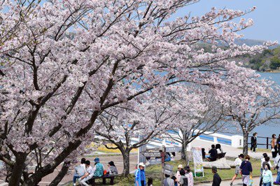 ときわ公園の桜