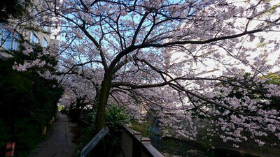 伊東温泉の桜