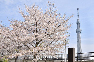 東京スカイツリー周辺の桜