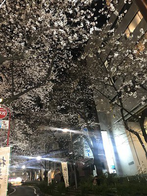 渋谷桜丘 さくら坂の桜